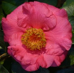 R.L. Wheeler Camellia, Camellia japonica 'R.L. Wheeler'